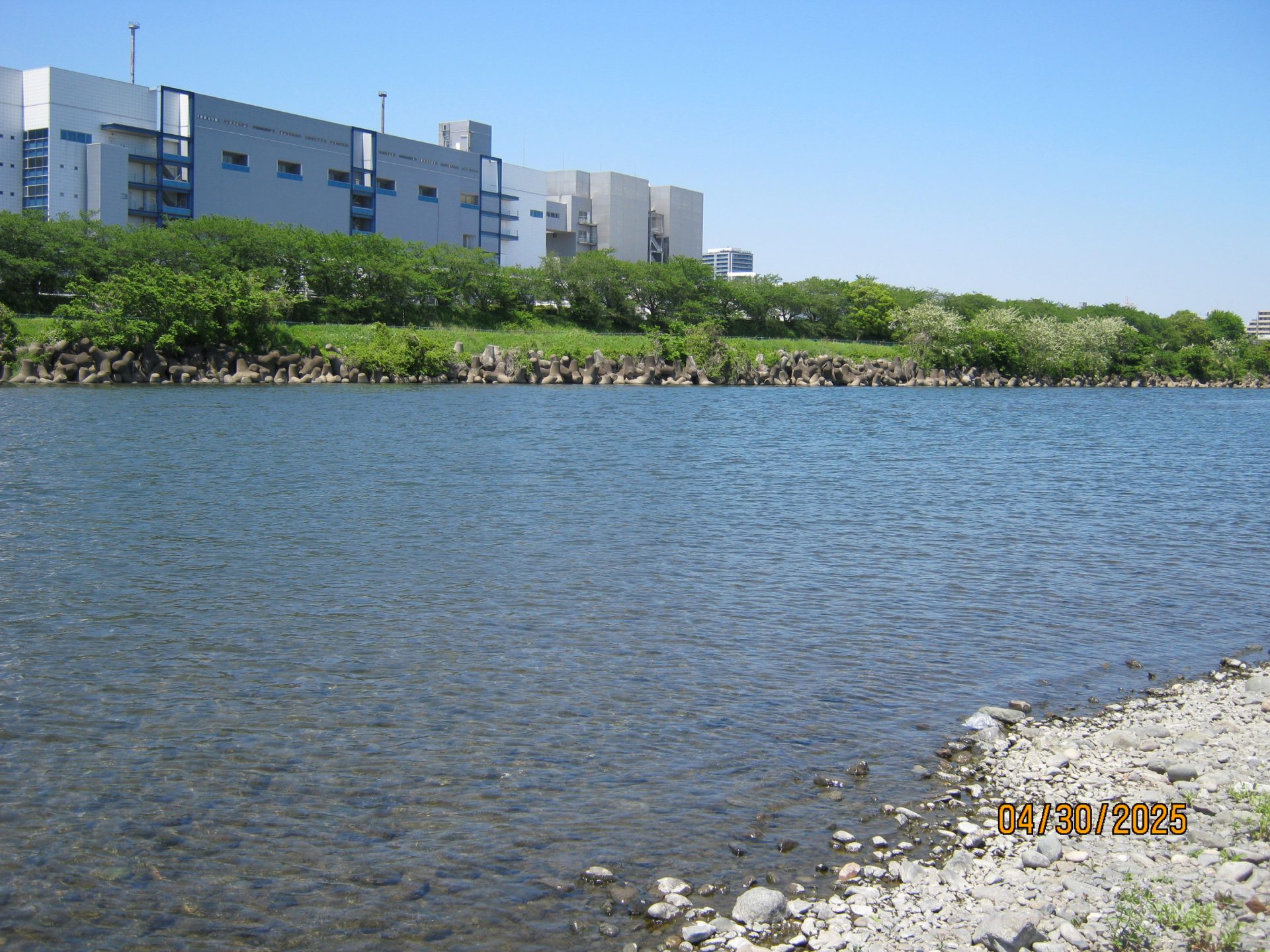 あゆ放流
